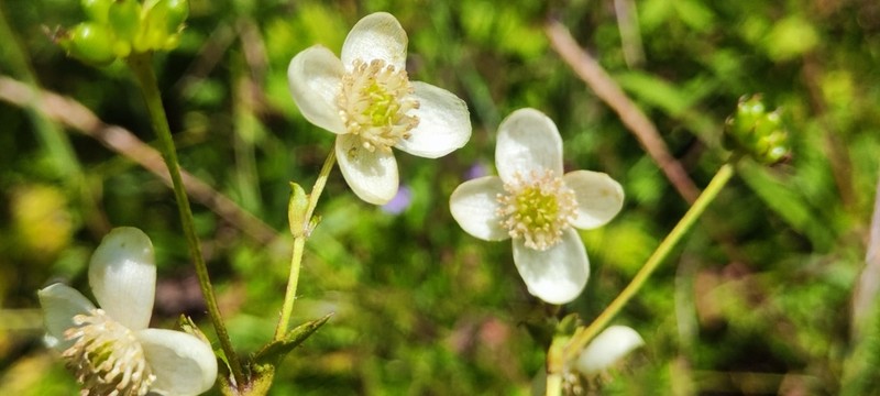 Knowltonia helleborifolia photo 4