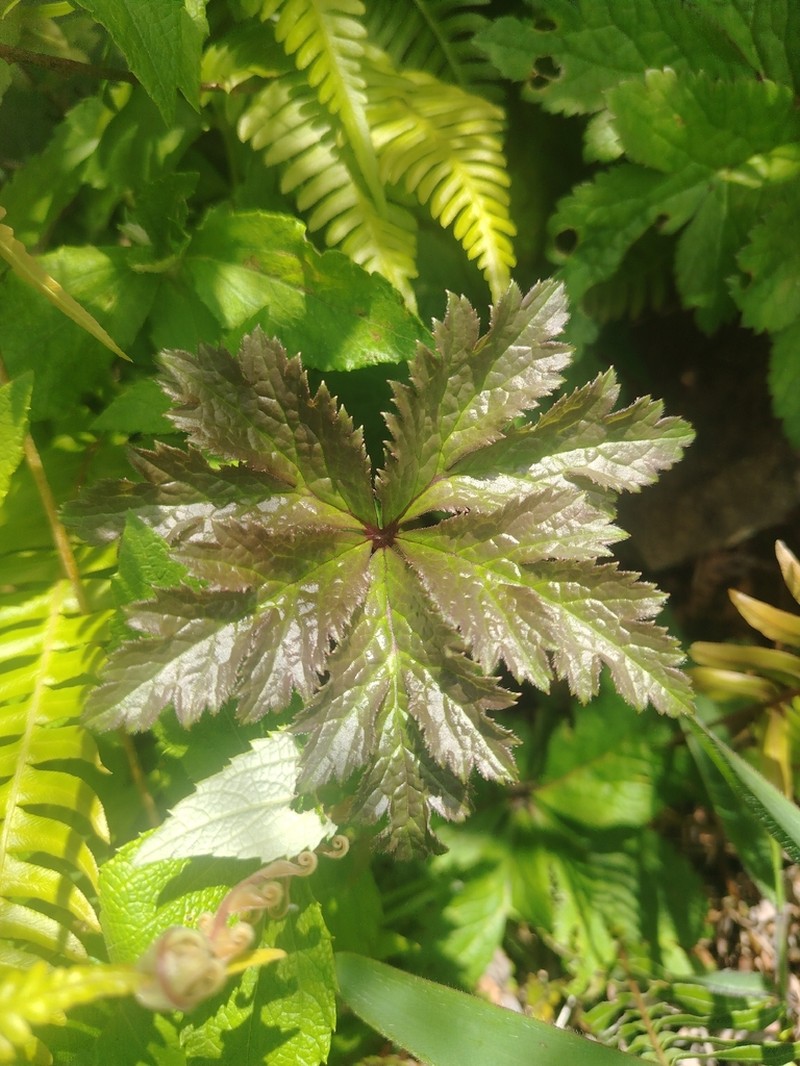 Knowltonia helleborifolia photo 5