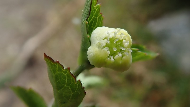 Knowltonia helleborifolia photo 6