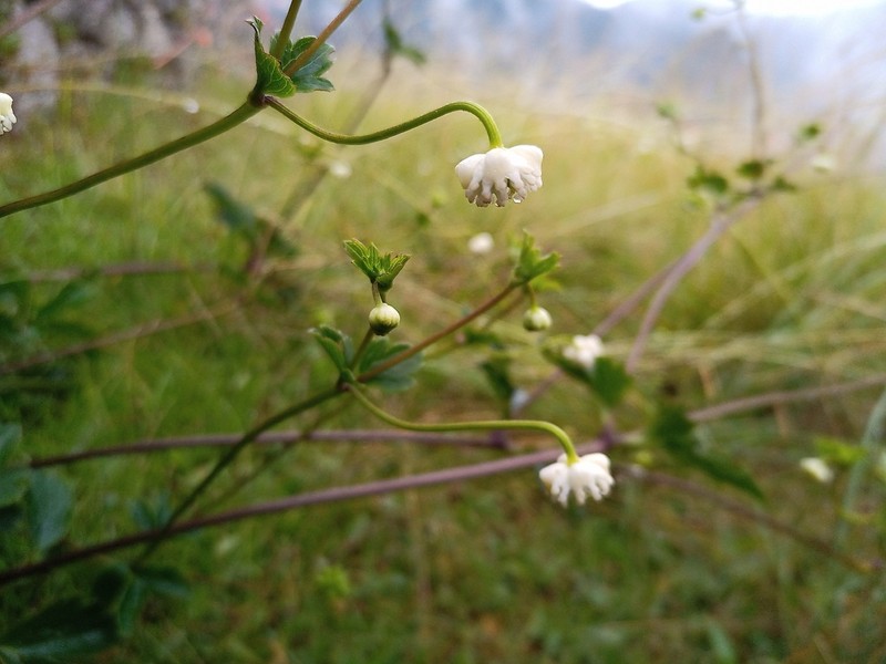 Knowltonia helleborifolia photo 7