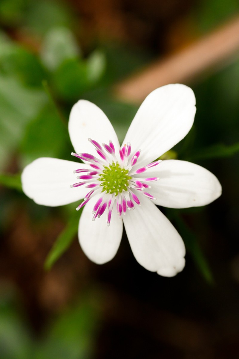 Knowltonia hepaticifolia