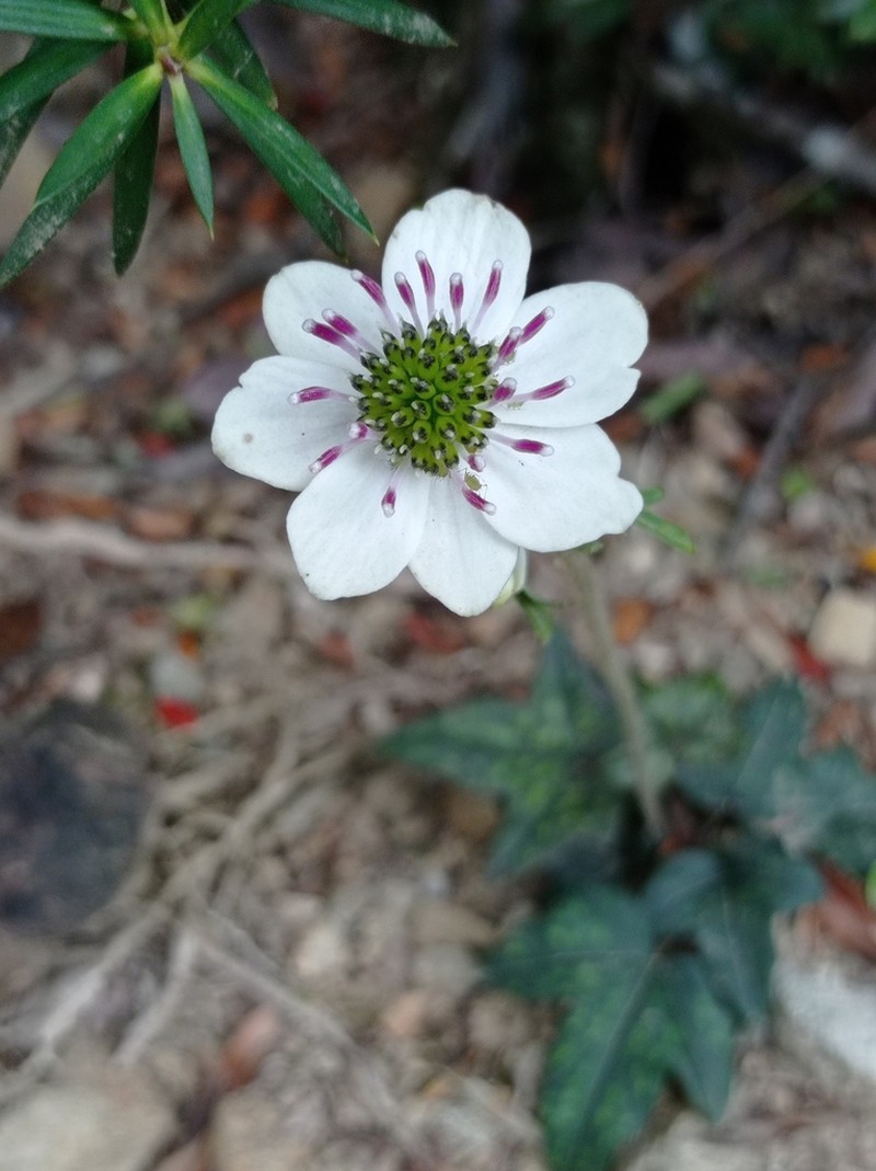 Knowltonia hepaticifolia photo 2