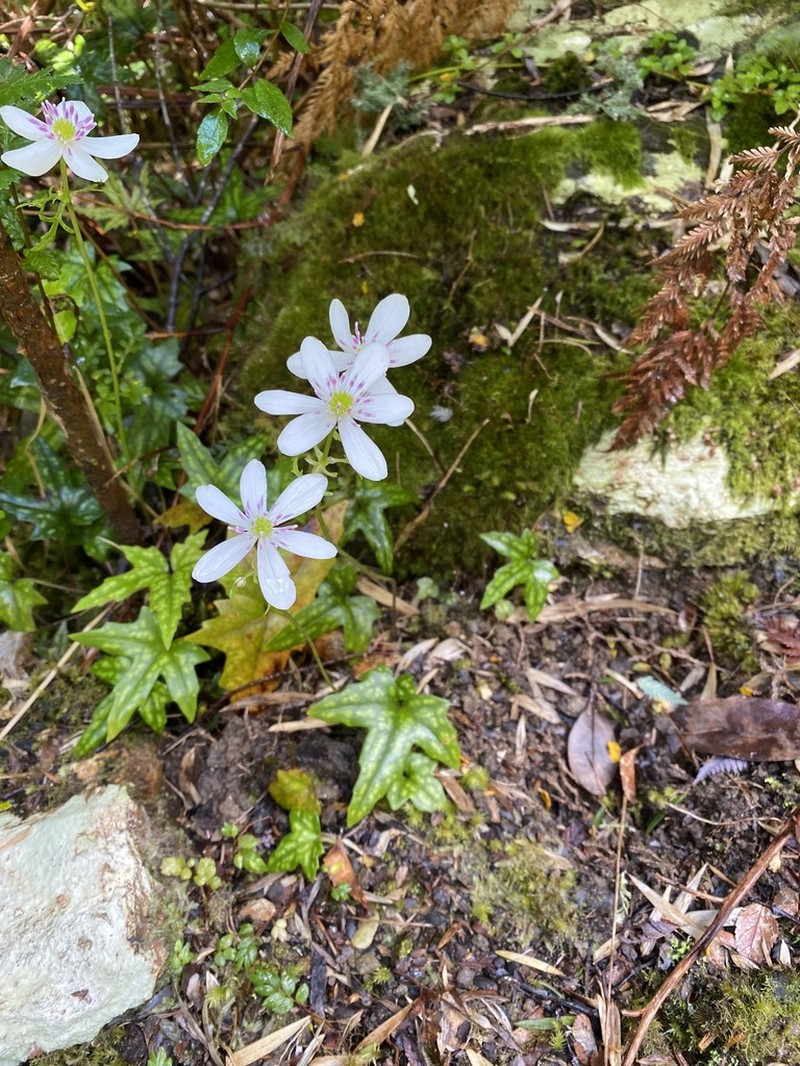Knowltonia hepaticifolia photo 3