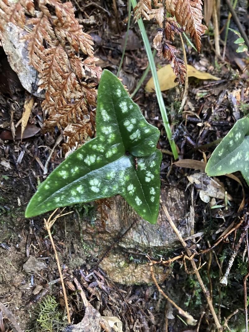 Knowltonia hepaticifolia photo 4