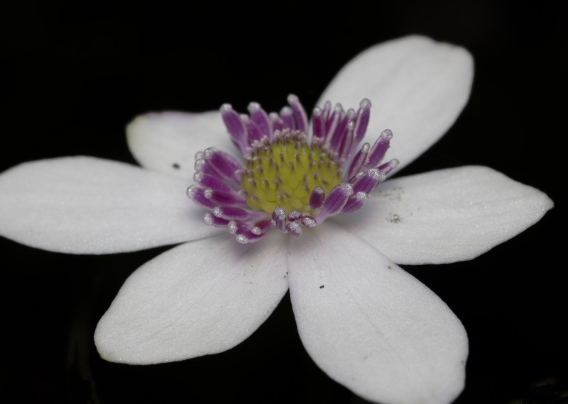 Knowltonia hepaticifolia photo 5