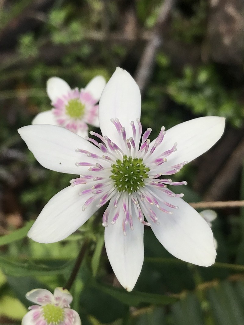 Knowltonia hepaticifolia photo 6