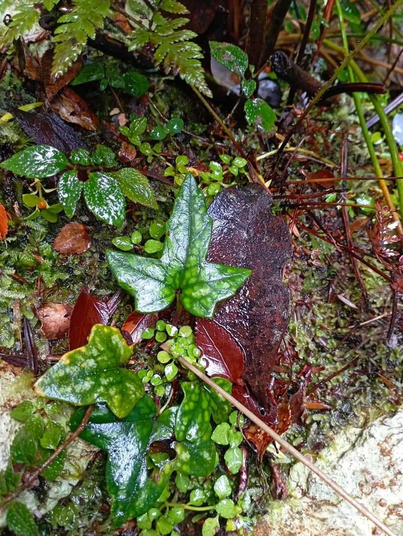 Knowltonia hepaticifolia photo 7