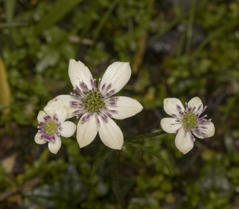 Knowltonia hepaticifolia photo 8
