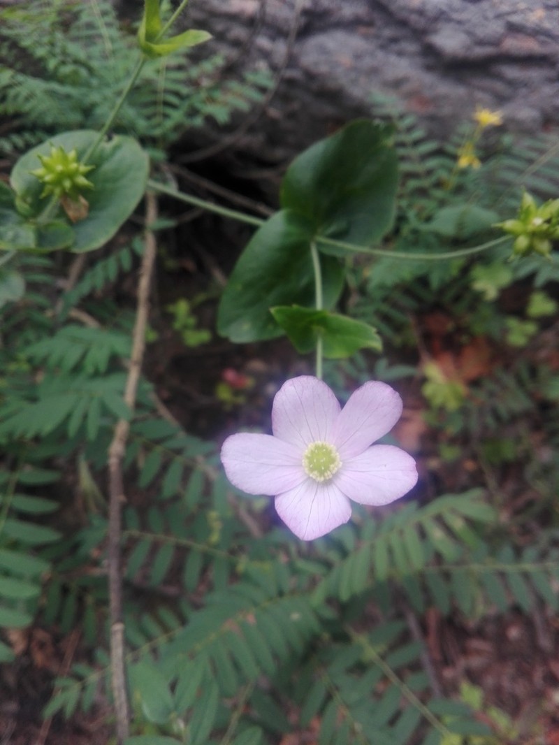 Knowltonia hootae