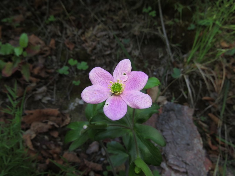 Knowltonia hootae photo 2