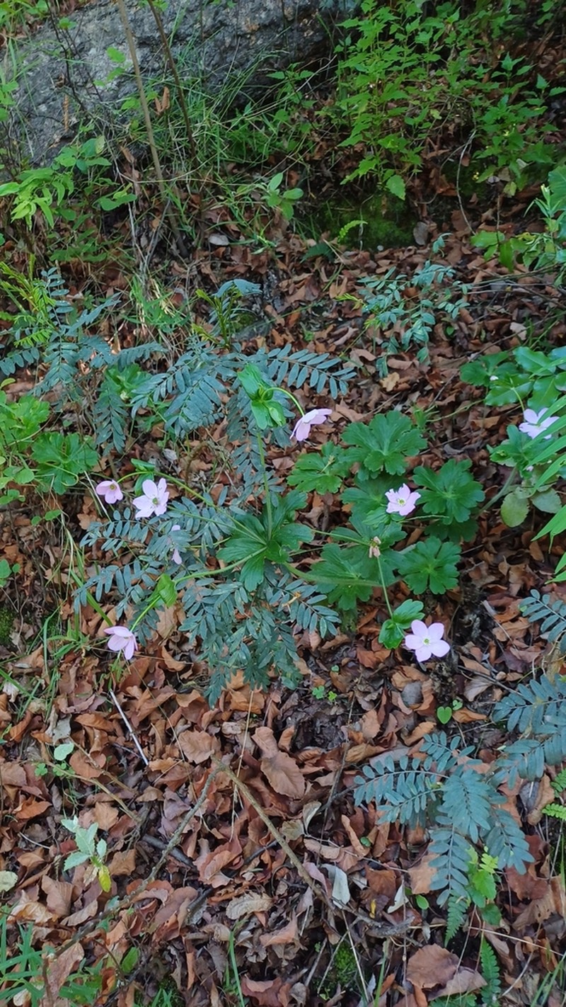 Knowltonia hootae photo 3