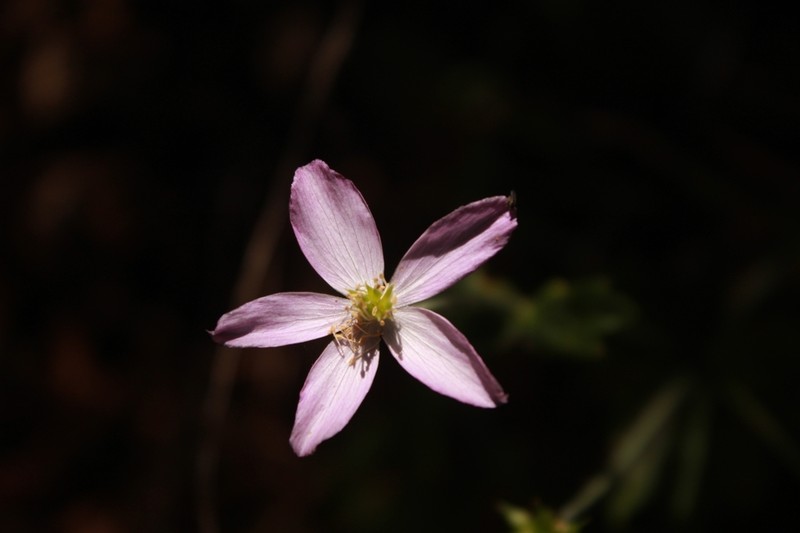 Knowltonia hootae photo 4