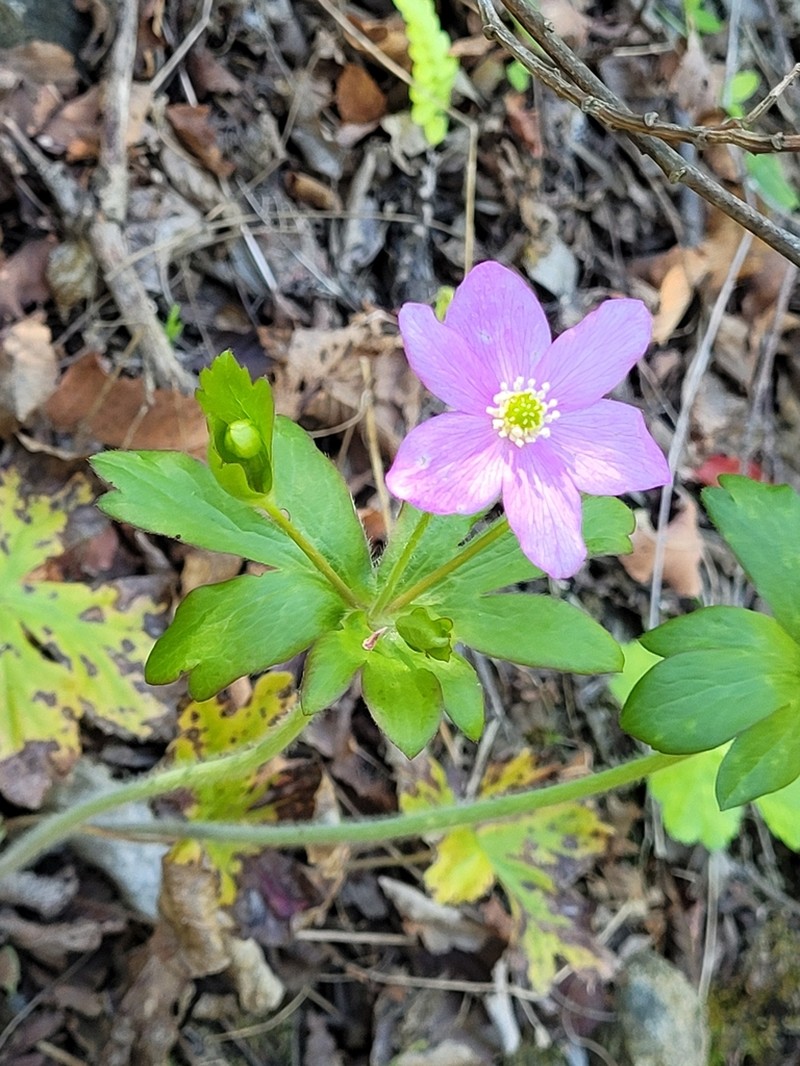 Knowltonia hootae photo 6