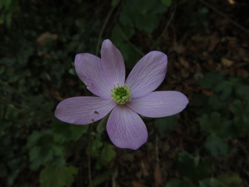 Knowltonia hootae photo 7