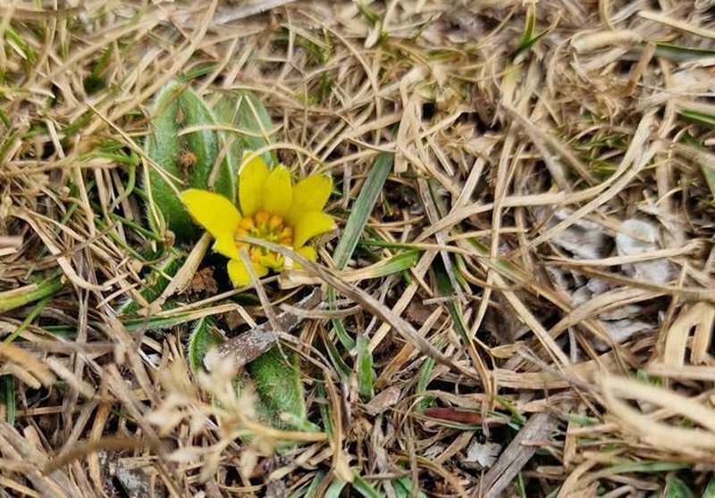 Knowltonia integrifolia photo 2