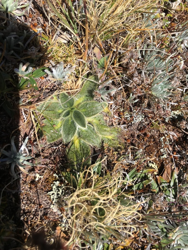 Knowltonia integrifolia photo 3