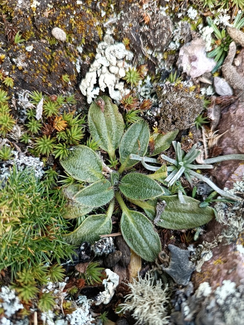 Knowltonia integrifolia photo 4