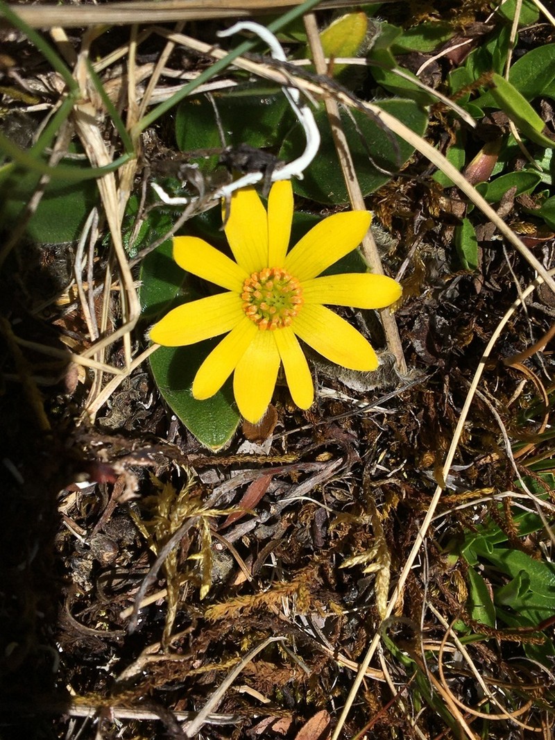 Knowltonia integrifolia photo 5
