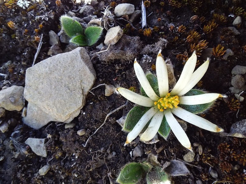 Knowltonia integrifolia photo 6