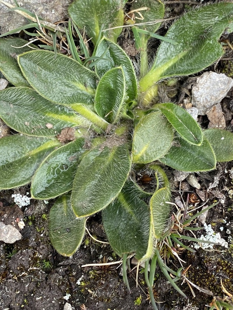 Knowltonia integrifolia photo 7