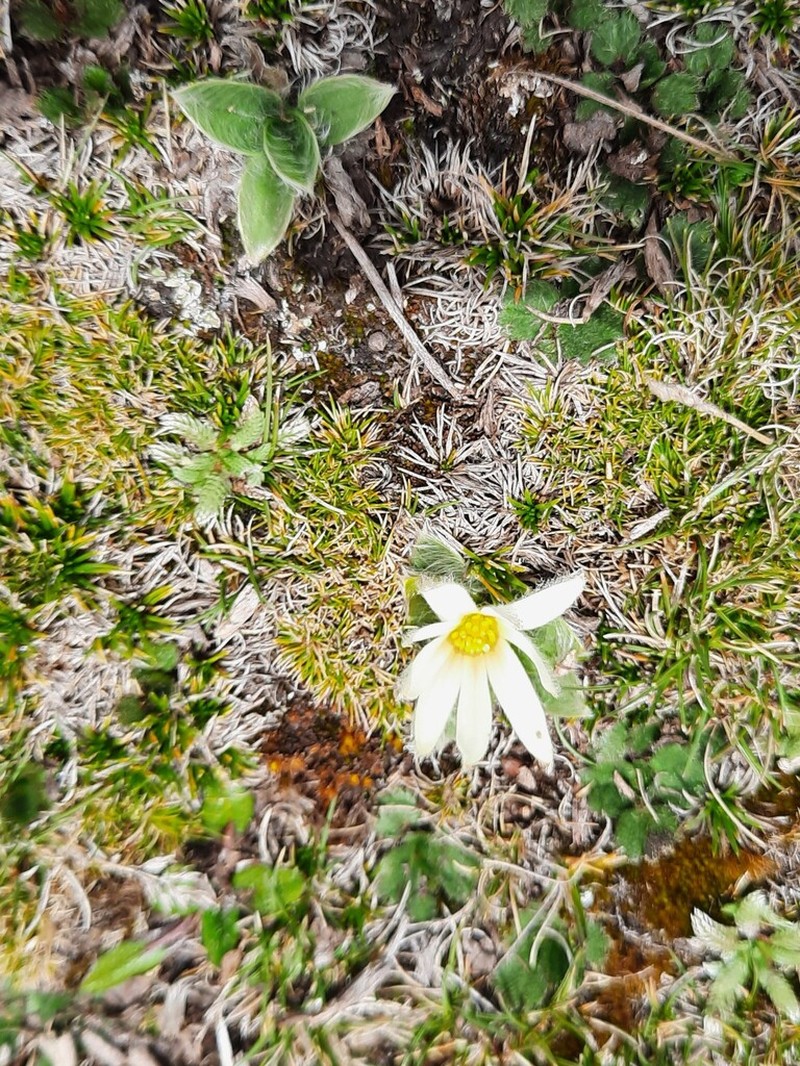 Knowltonia integrifolia photo 8