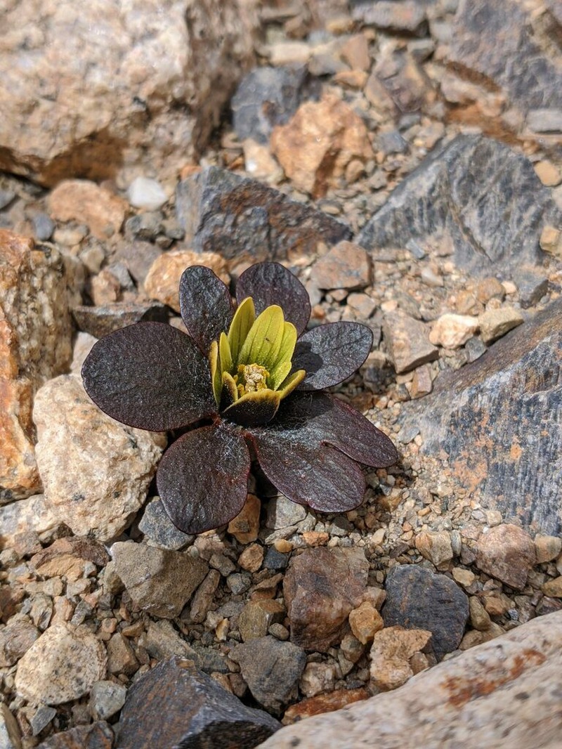 Knowltonia major