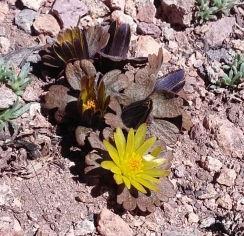 Knowltonia major photo 2