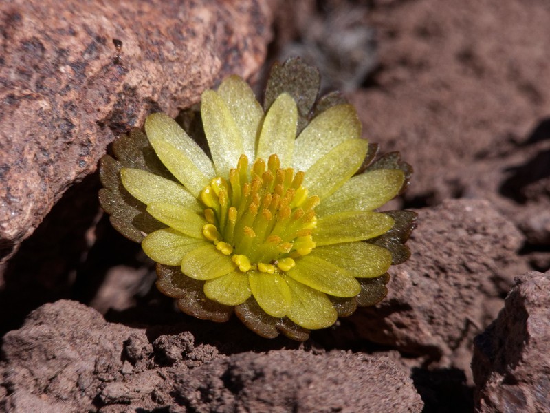 Knowltonia major photo 3