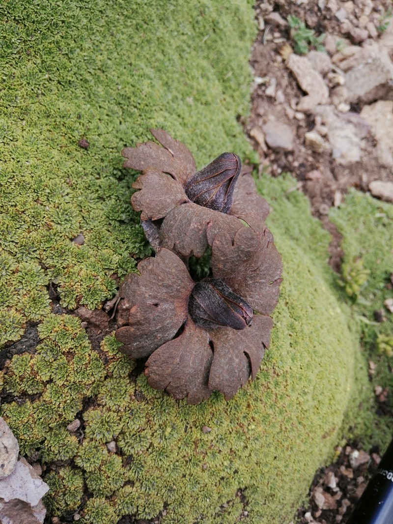 Knowltonia major photo 4