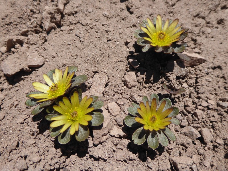 Knowltonia major photo 5