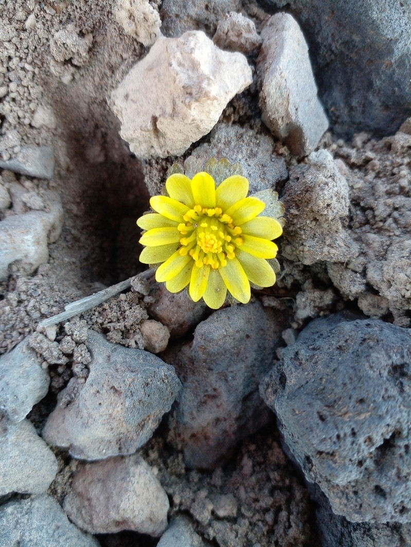 Knowltonia major photo 6