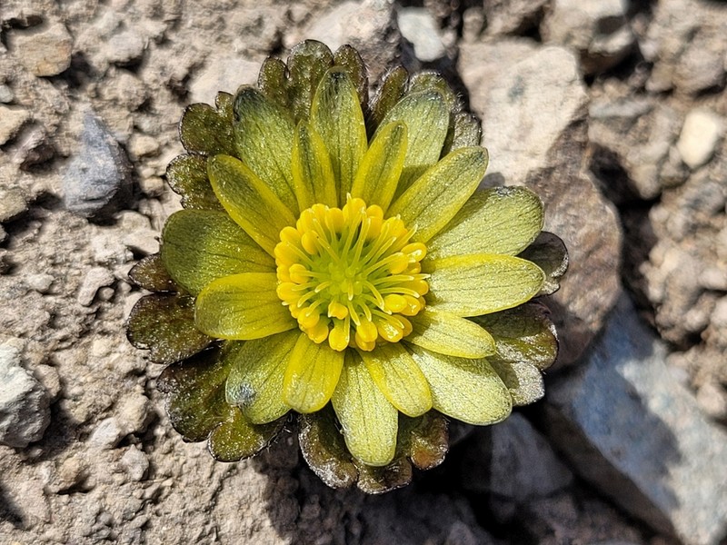 Knowltonia major photo 7