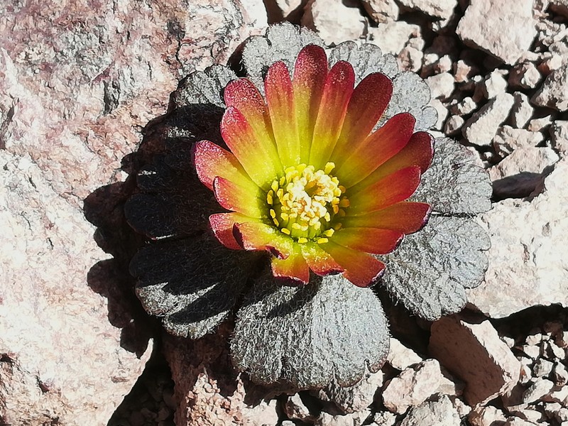 Knowltonia major photo 8