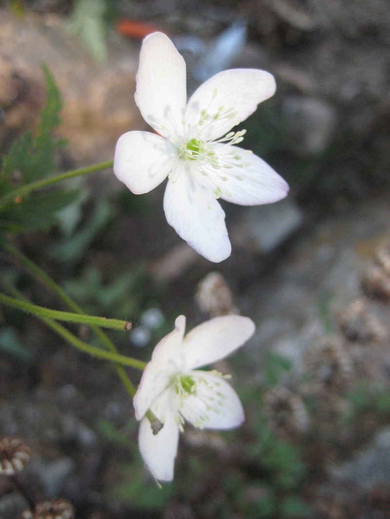 Knowltonia mexicana