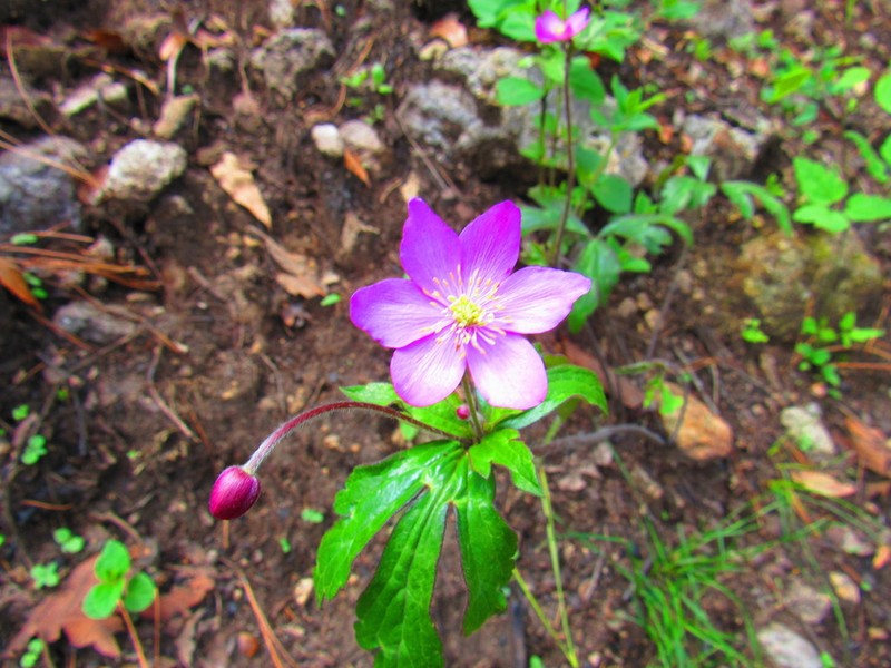 Knowltonia mexicana photo 2