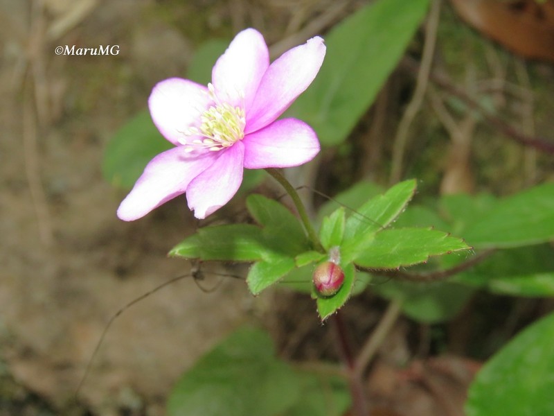 Knowltonia mexicana photo 3