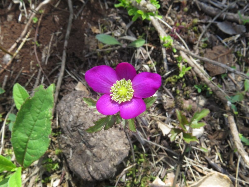 Knowltonia mexicana photo 4