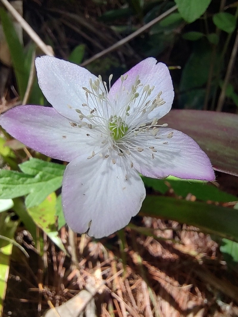 Knowltonia mexicana photo 5