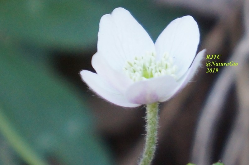 Knowltonia mexicana photo 6