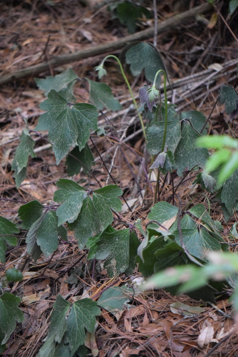 Knowltonia mexicana photo 7