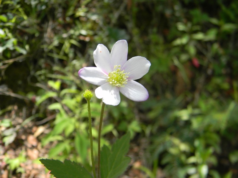 Knowltonia mexicana photo 8