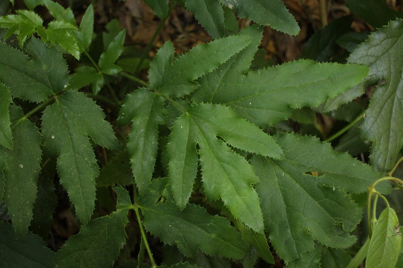 Knowltonia moorei photo 2