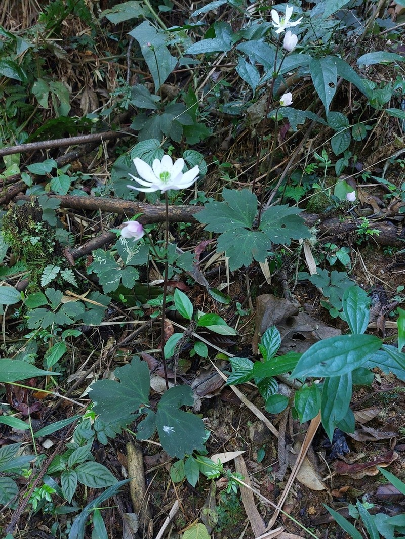Knowltonia sellowii