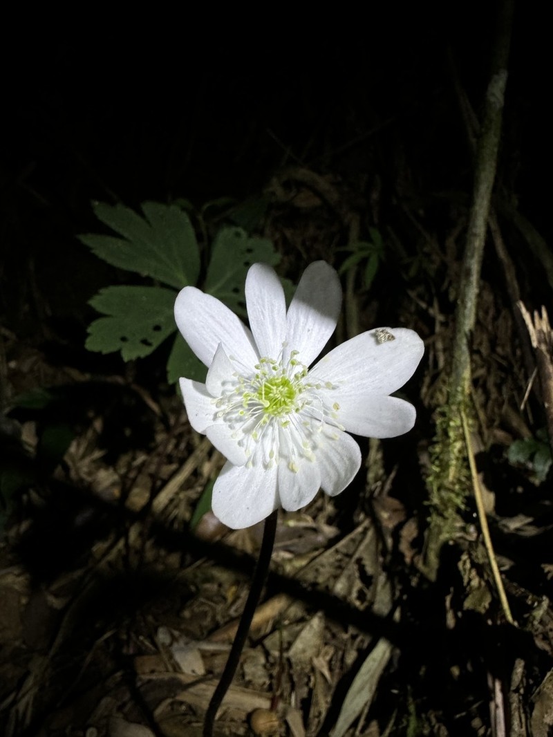 Knowltonia sellowii photo 2