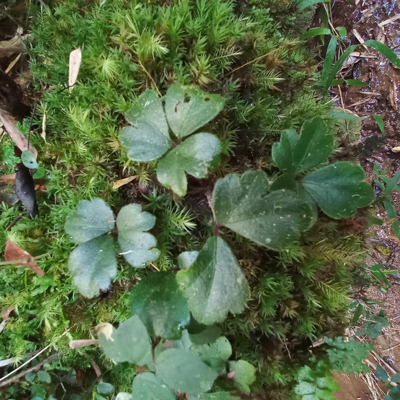 Knowltonia sellowii photo 3