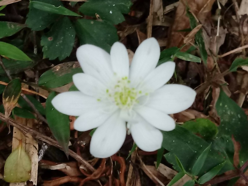 Knowltonia sellowii photo 4