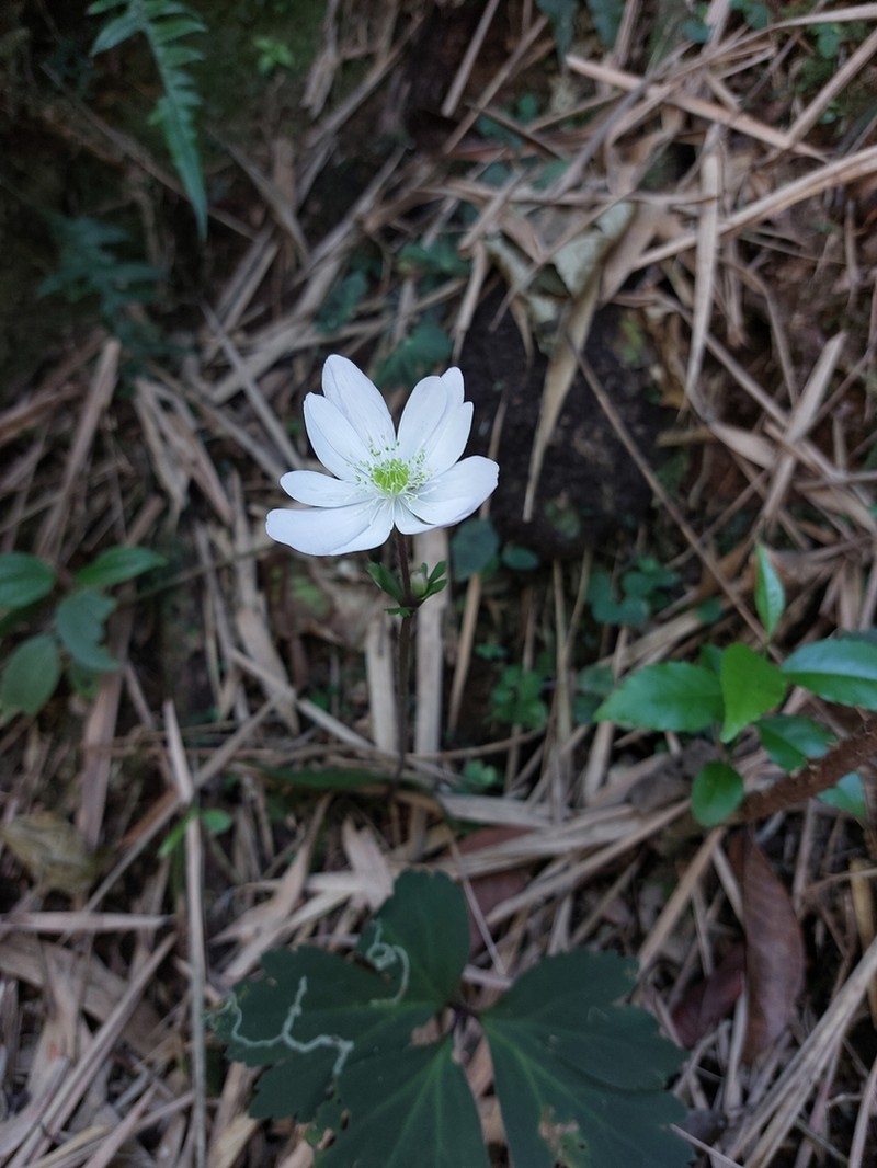 Knowltonia sellowii photo 5