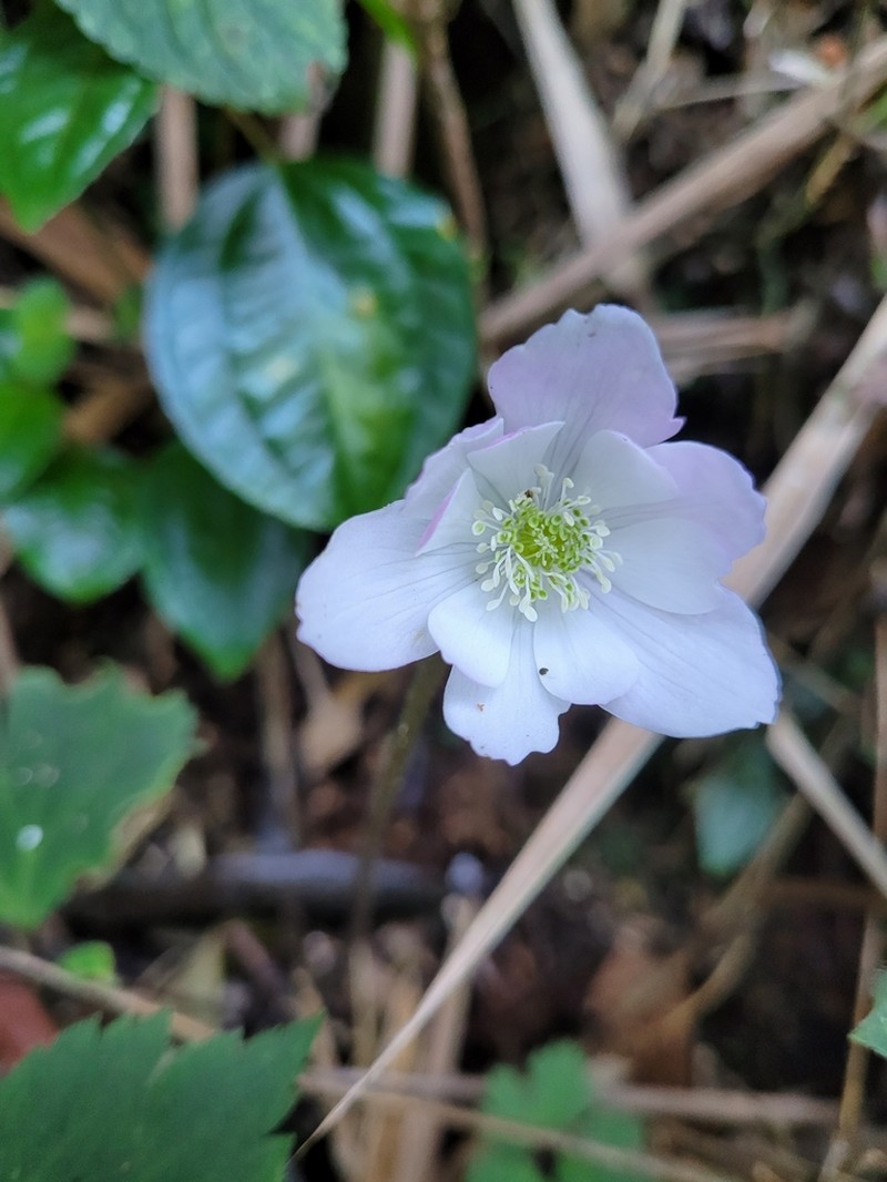 Knowltonia sellowii photo 6
