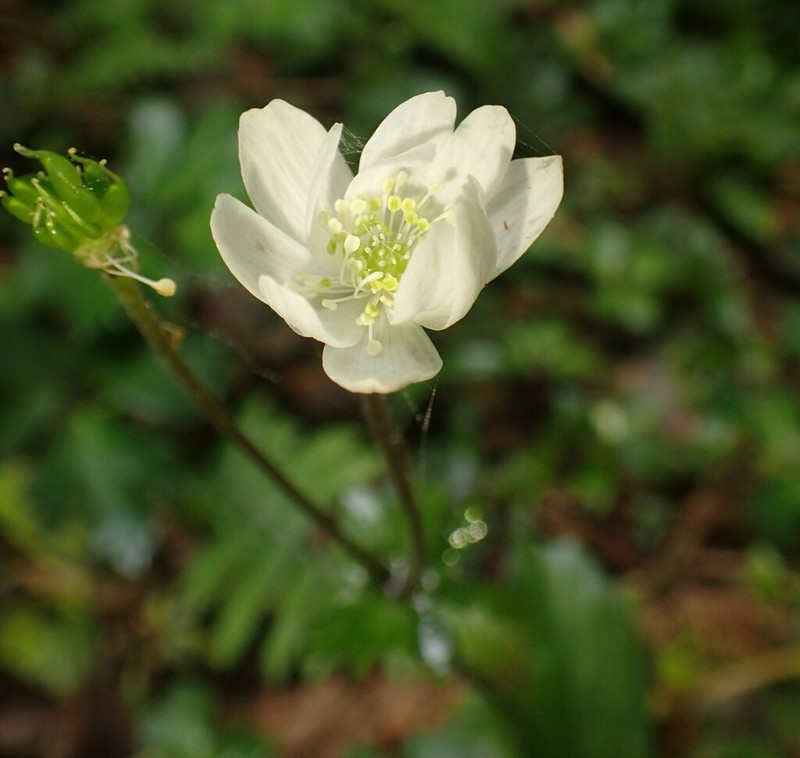 Knowltonia sellowii photo 7
