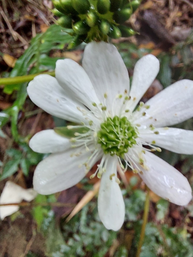 Knowltonia sellowii photo 8